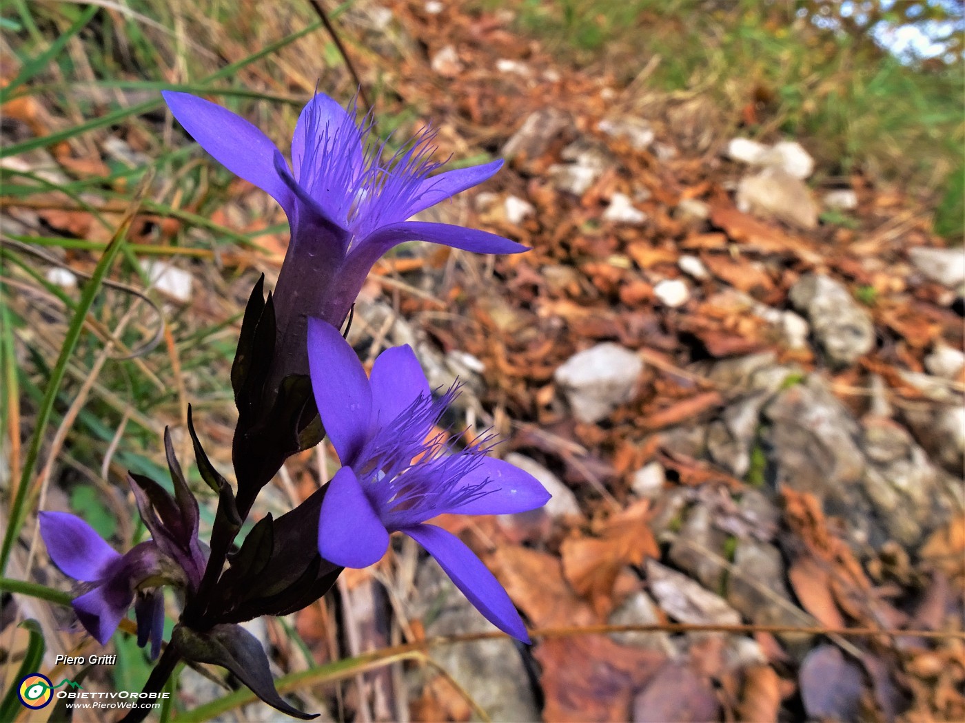 24 Gentianella (Genzianella) in fiore.JPG